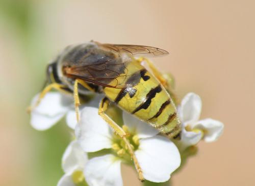 Réf. 281 871 : Bembix flavescens